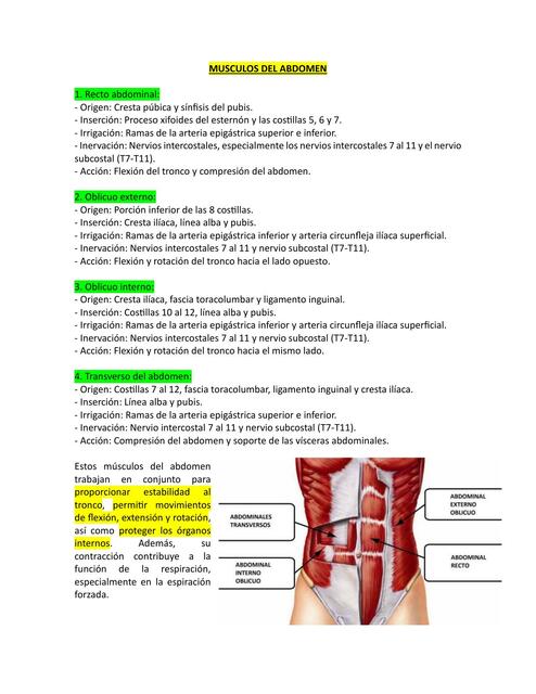 Músculos del Abdomen 