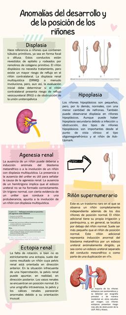 Anomalías del Desarrollo y de la Posición de los Riñones 