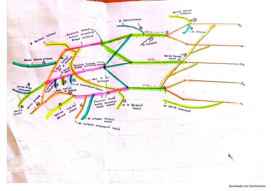 plexo braquial,inervaciones