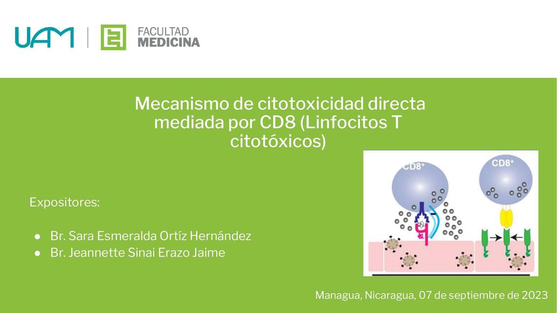 Mecanismo de citotoxicidad directa mediada por CD8