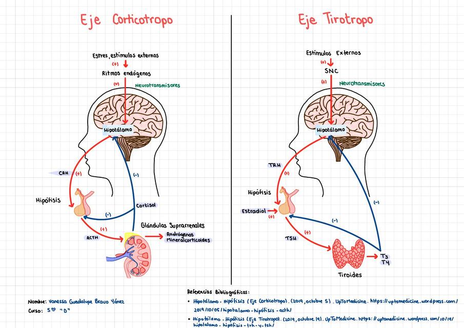 Eje Corticotropo y Tirotropo