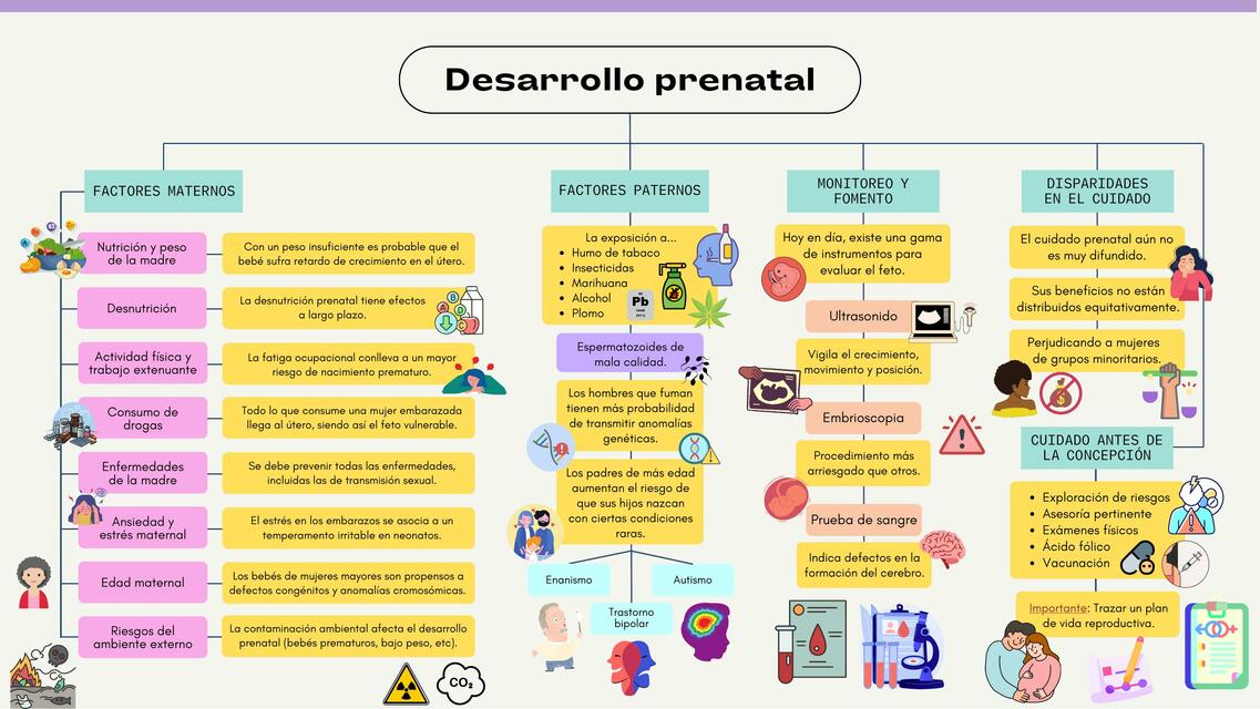 Desarrollo prenatal