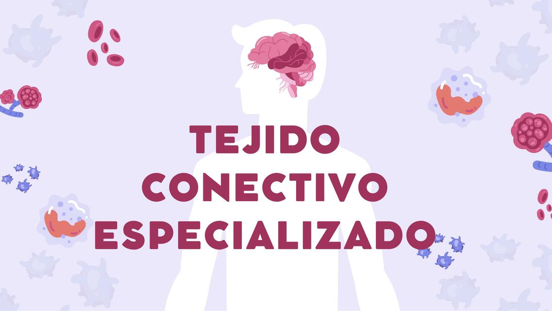 tejido conectivo