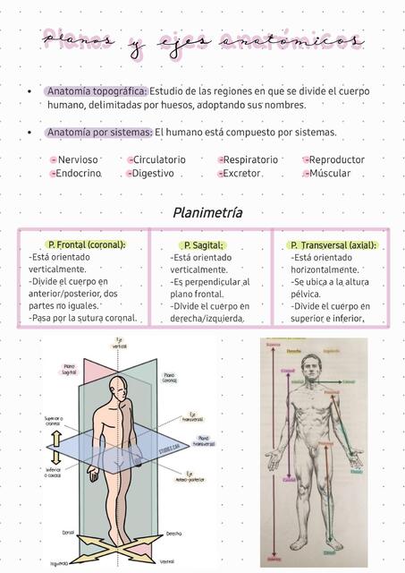 Planos y ejes anatómicos 