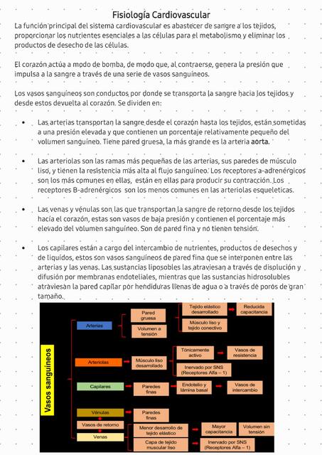 Fisiología cardiovascular