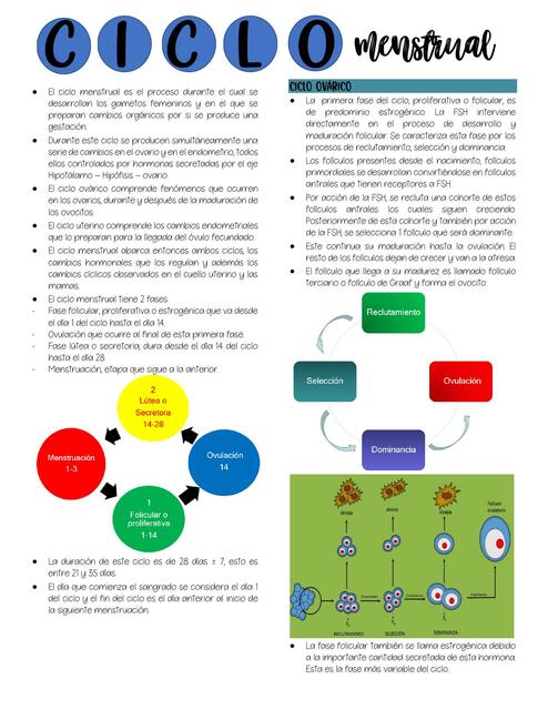 Ciclo menstrual