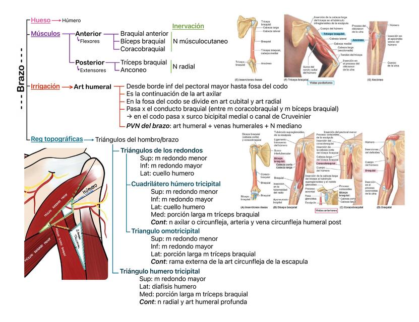 Brazo esquema (óseo, músculos, inervación, irrigación)