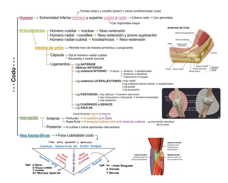 Codo esquema (óseo, músculos, inervacion, irrigación, reg topográficas)