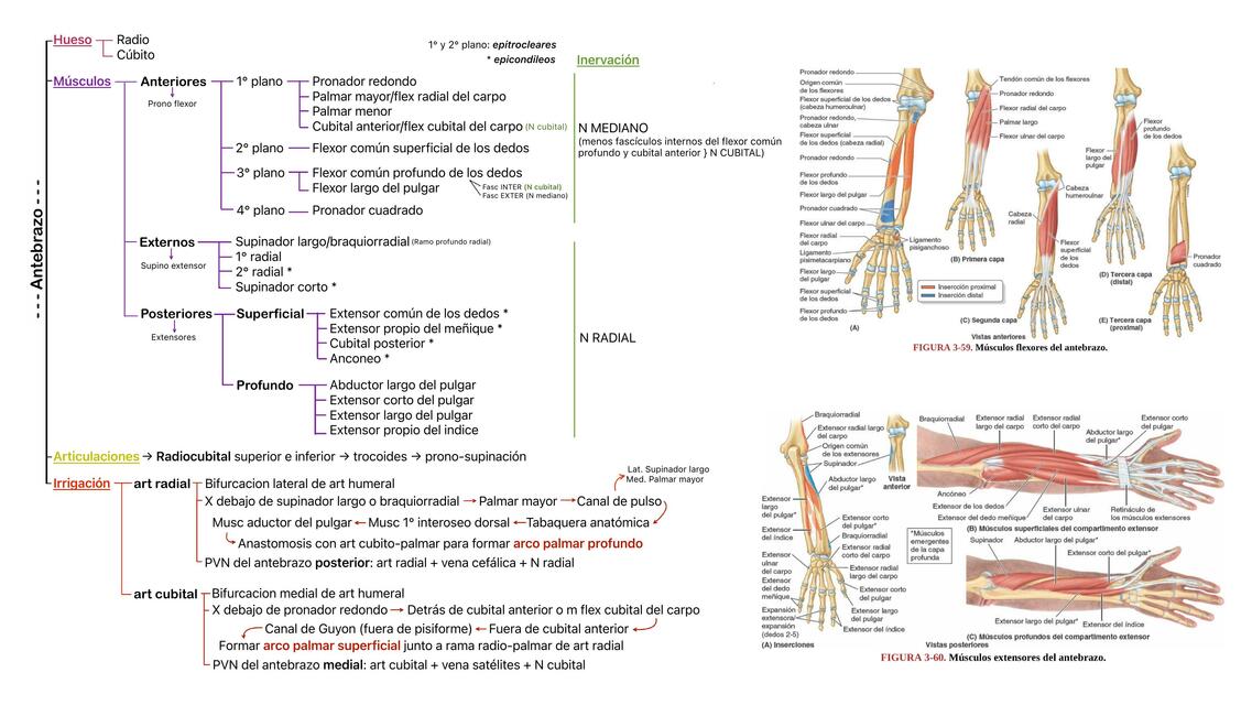 Antebrazo esquema (óseo, inervacion, irrigación, músculos)