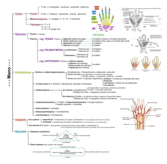 Mano esquema (óseo, inervacion, irrigación, músculos, reg topográfica)