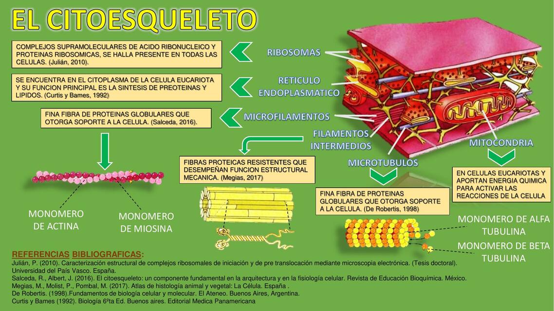 citoesqueleto-enfermera-educativa-udocz