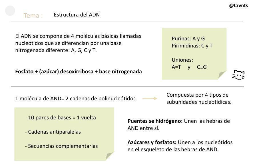 Estructura del ADN 