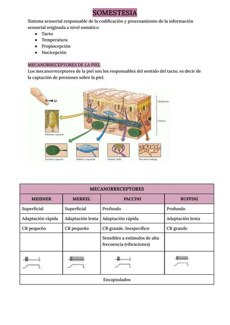 Somestésica y Dolor