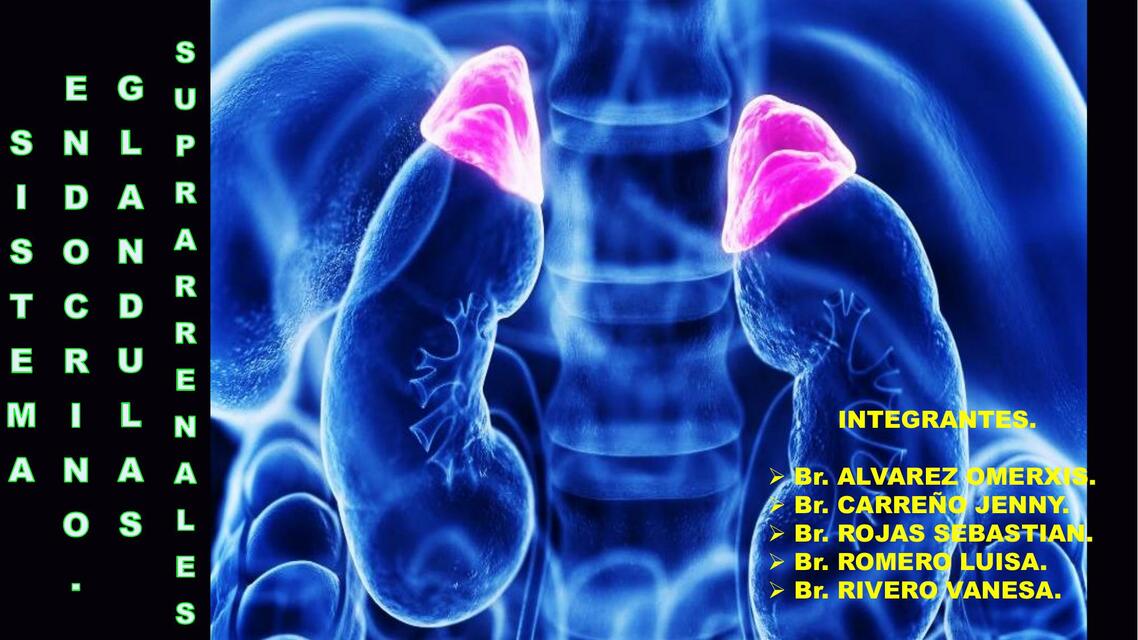 Glándula Suprarrenal