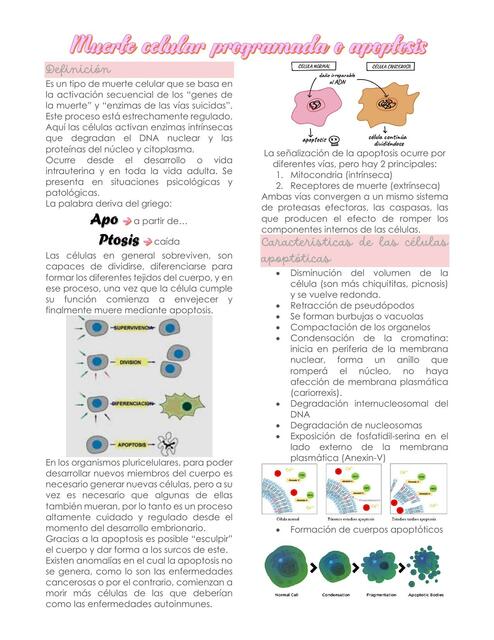 Muerte Celular Programada o Apoptosis 