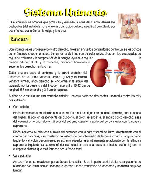 Sistema Urinario