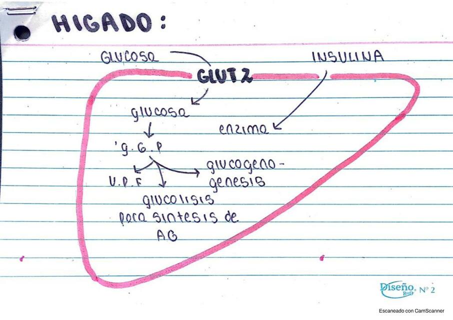 Fichas nutrición