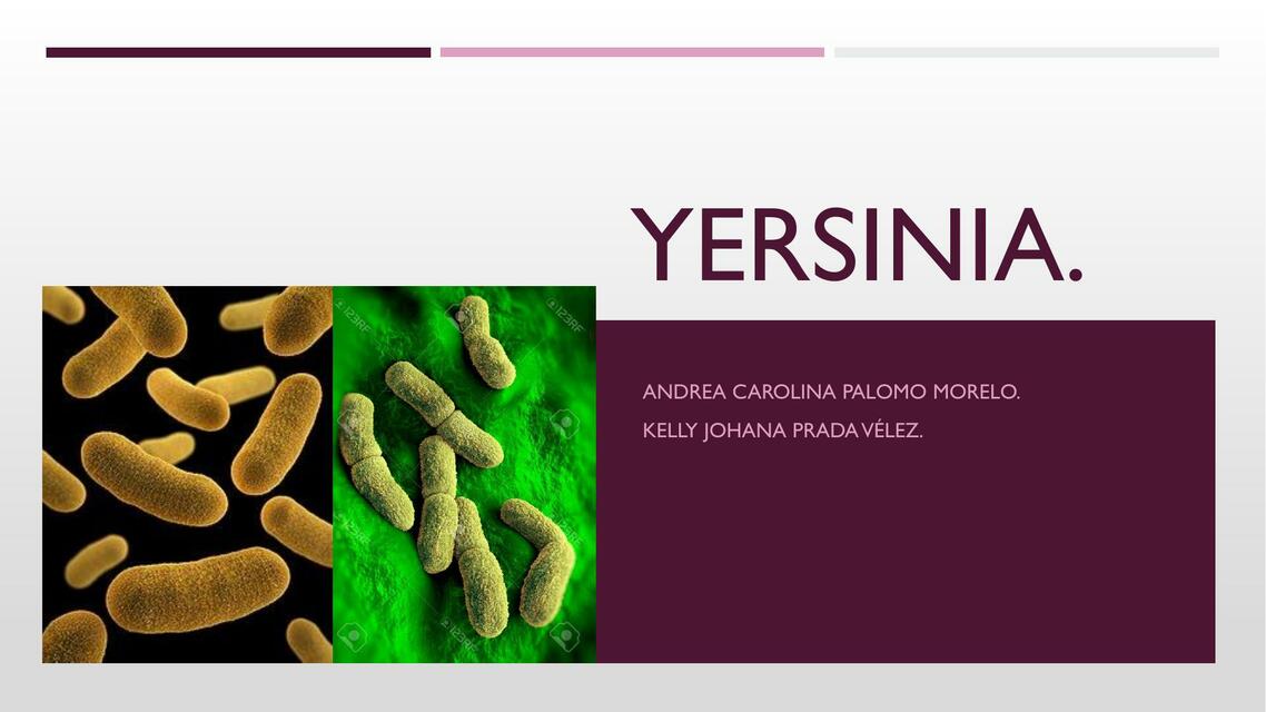 Yersinia