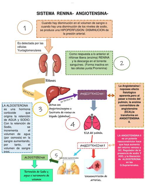 Mapa conceptual sistema renina angiotensina aldosterona 