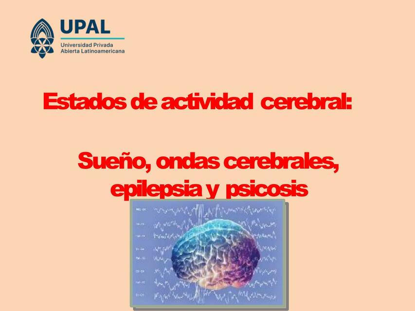 Estado de actividad cerebral sueño FISIOLOGIA