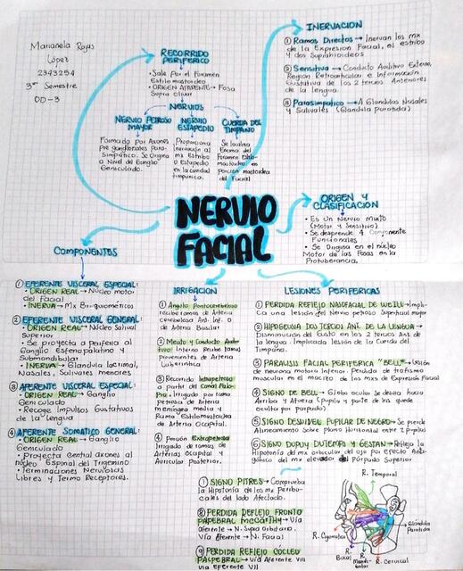 Mapa Mental Nervios V y VII