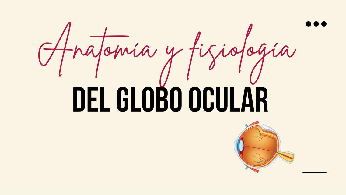 Anatomía y Fisiología del Globo Ocular