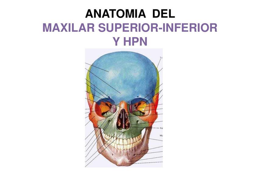 Huesos Maxilar Superior-Inferior y HPN