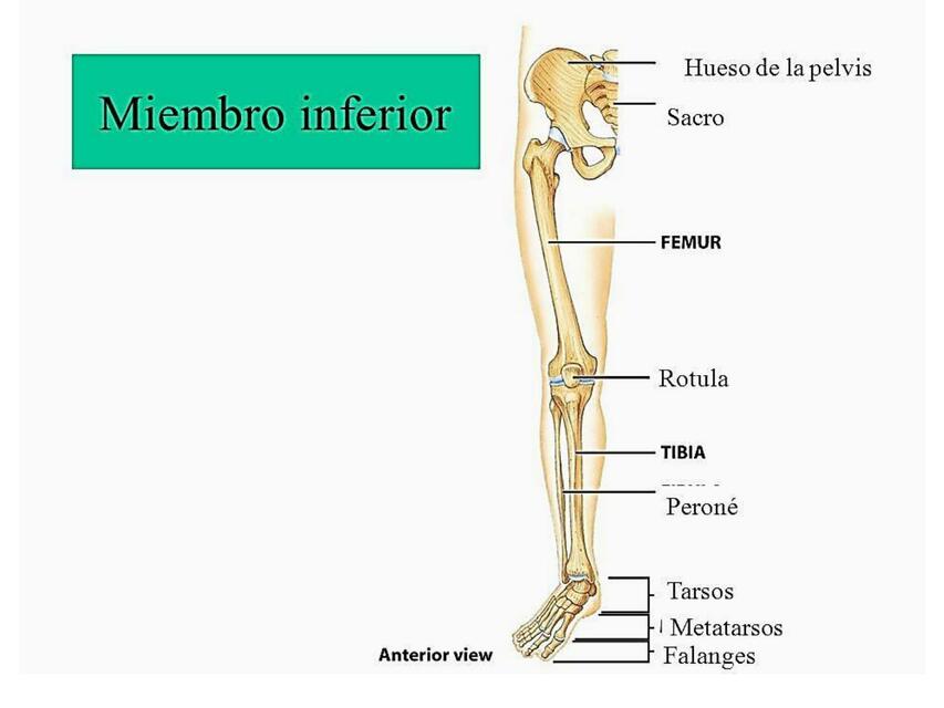 Huesos Miembro Inferior