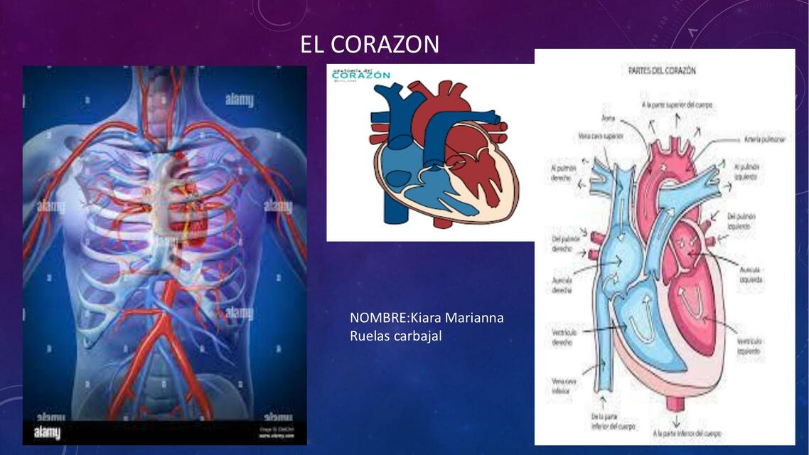 EL CORAZON