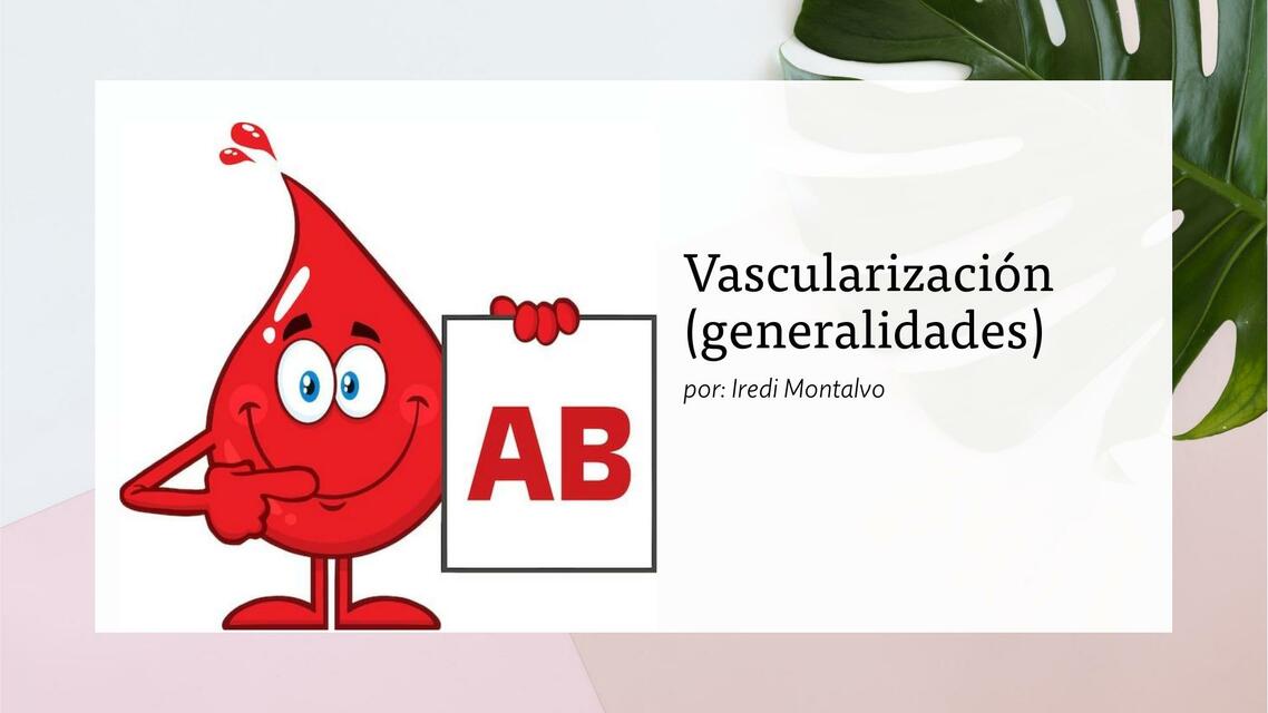 Vascularización