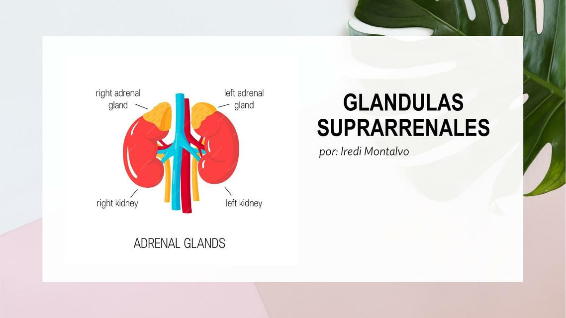 Glándulas suprarrenales 