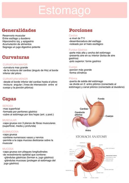 Anatomía del estómago