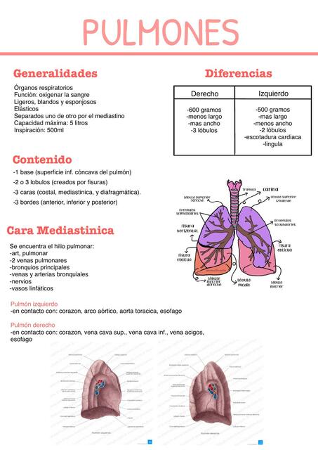 Anatomía de pulmones