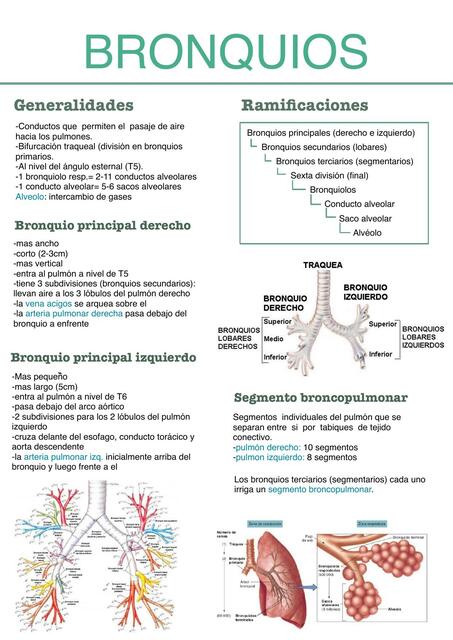 Anatomía de los bronquios