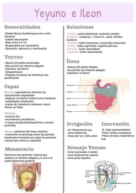 Anatomía de yeyuno e íleon