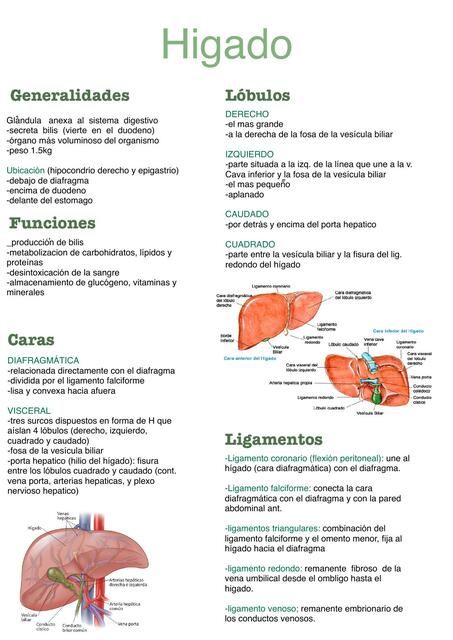 Anatomía del hígado