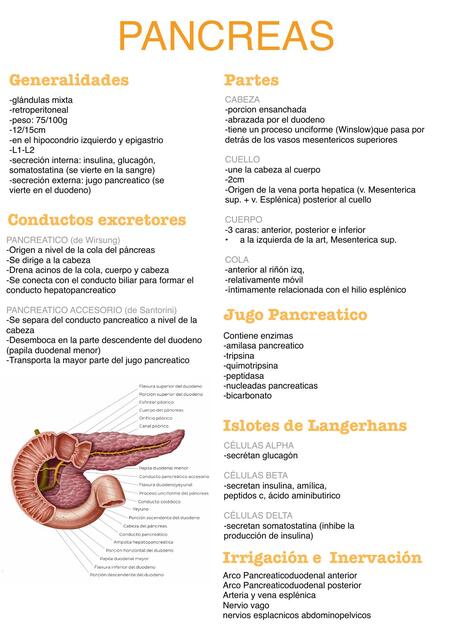 Anatomía del páncreas