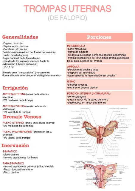 Trompas de falopio