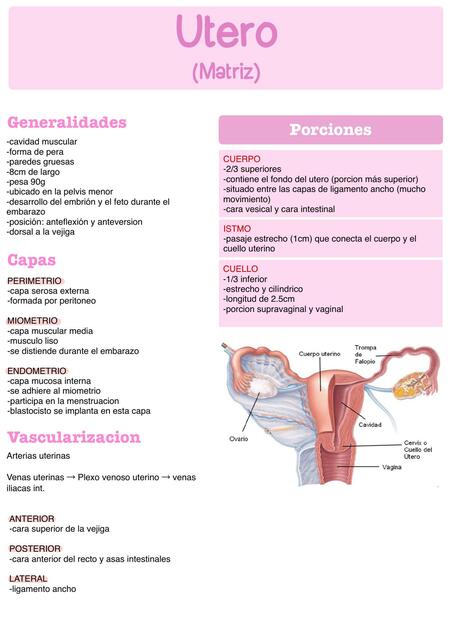 Anatomía del útero