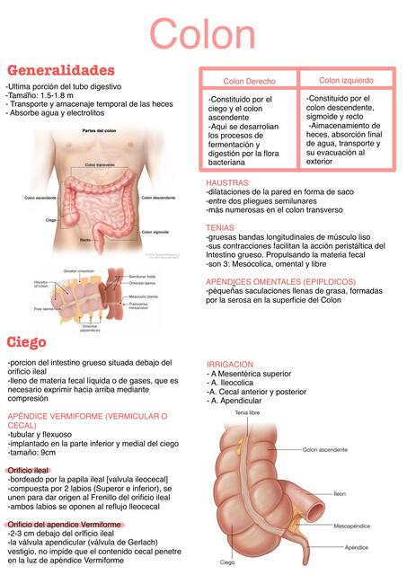 Anatomía del colon