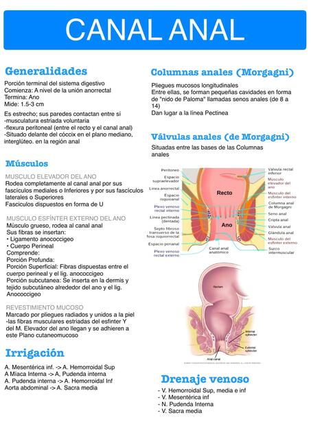 Anatomía del ano