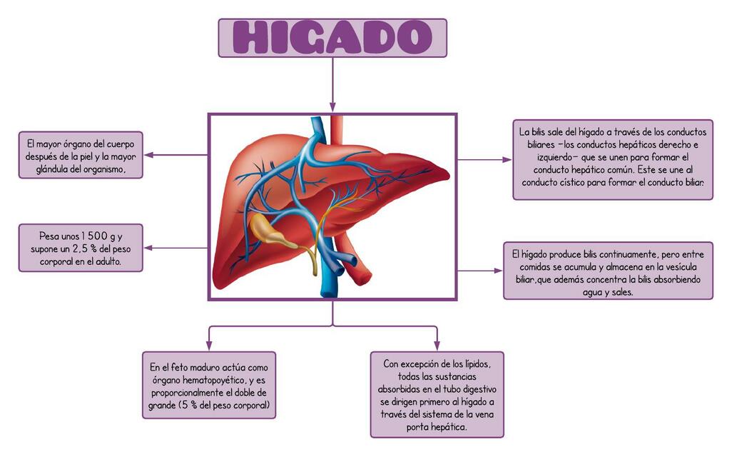 Hígado