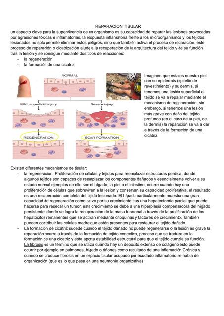 Reparación tisular