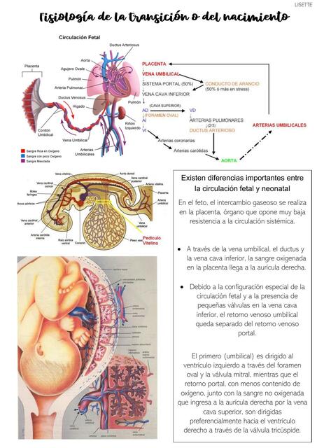 FISIOLOGIA DE LA TRANSICION O DEL NACIMIENTO - NEONATOLOGIA