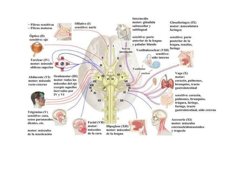 Neuro pares craneales