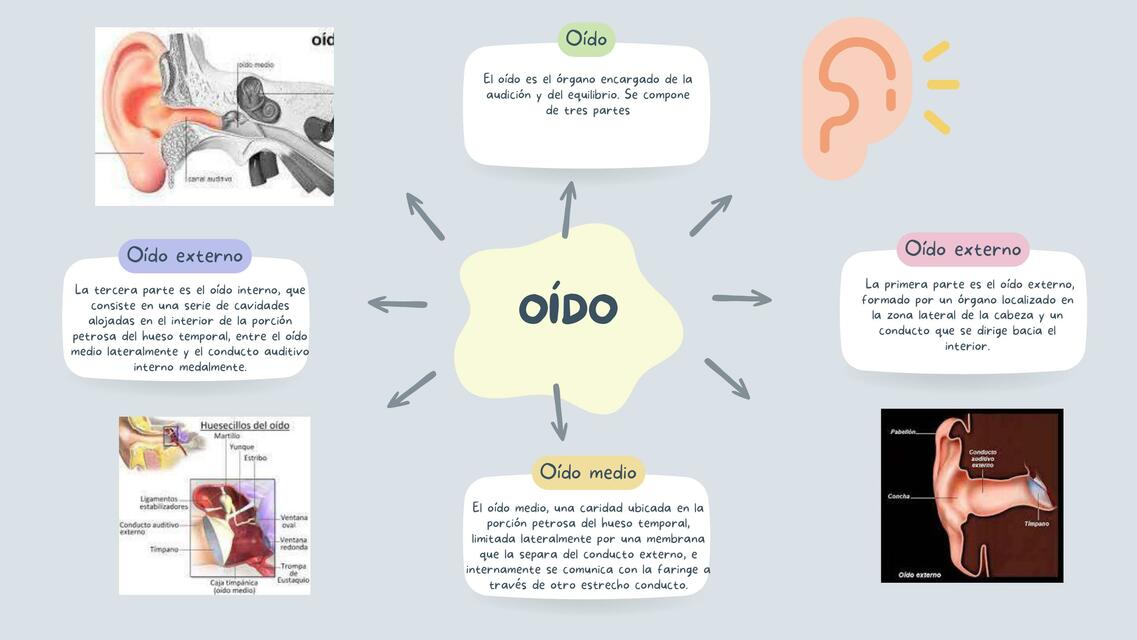 Oido, interno,externo y