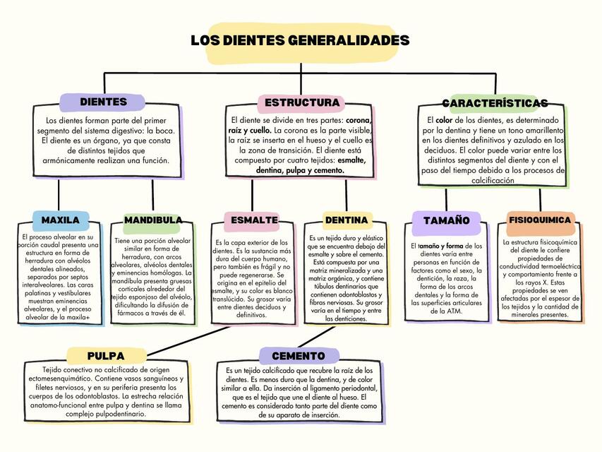 Los dientes generalidades