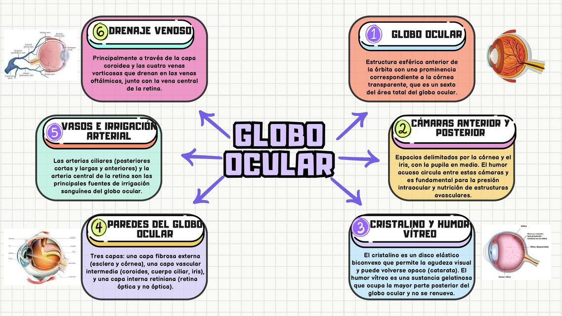 Globo ocular y sus partes