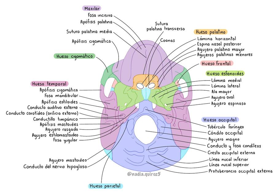 Anatomía - Base de cráneo