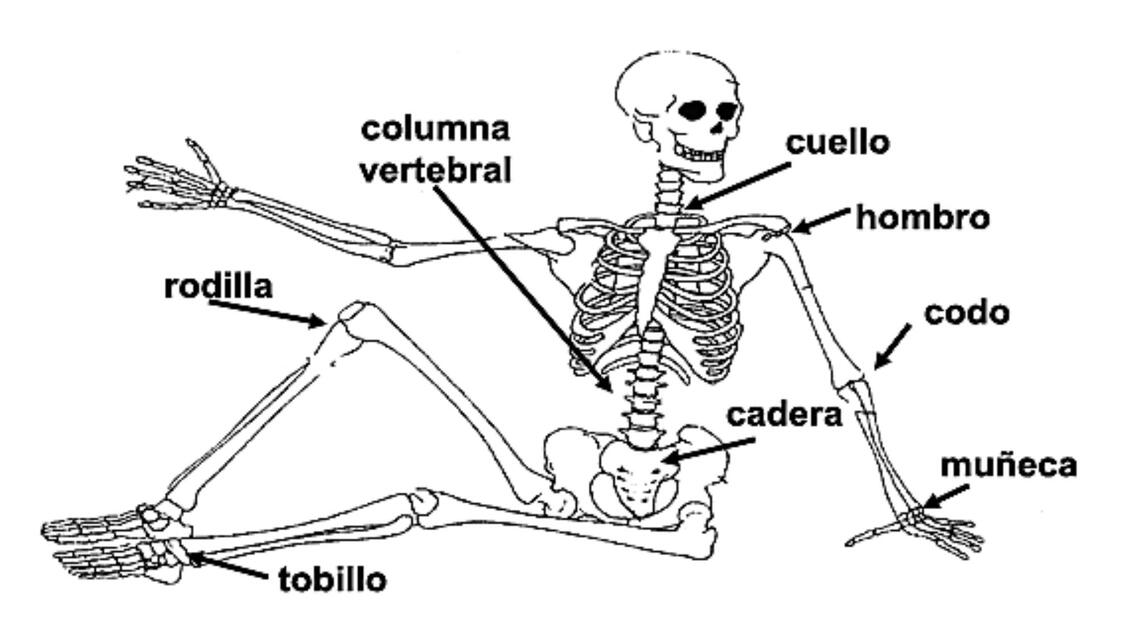 Articulaciones (concepto clasificación y elementos)